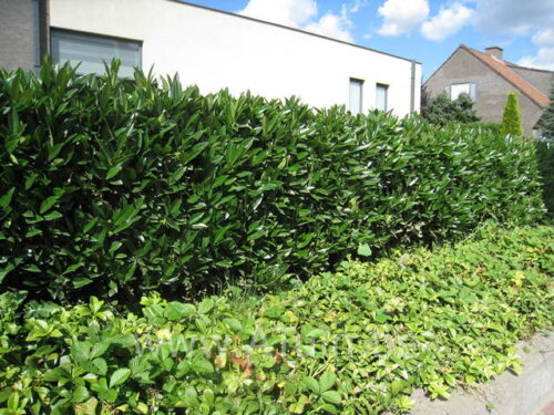 Prunus laurocerasus 'Otto Luyken' - Obrázek 1