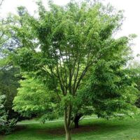 Acer davidii 60–80 cm, výška 5 M