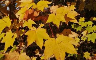 Acer cappadocicum 'Aureum' 40–50 cm