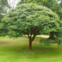Acer griseum 80–100 cm