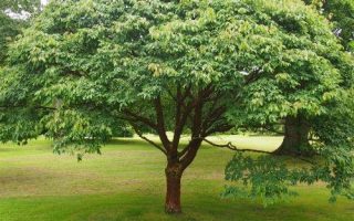 Acer griseum 80–100 cm