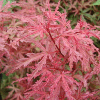 Acer palm. 'Beni Komachi' 30–40 cm