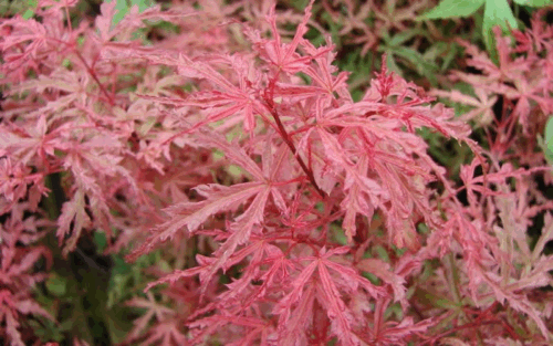 Acer palm. 'Beni Komachi' 30–40 cm - Obrázek 1