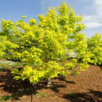 Acer negundo 'Kellys Gold' 40–50 cm