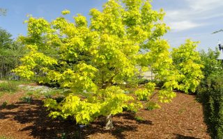 Acer negundo 'Kellys Gold' 40–50 cm
