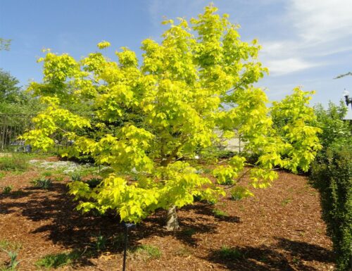 Acer negundo 'Kellys Gold' 40–50 cm - Obrázek 1