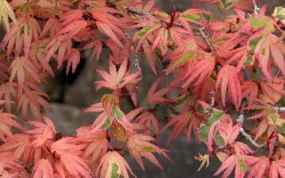 Acer palm. 'Butterfly' 20–30 cm