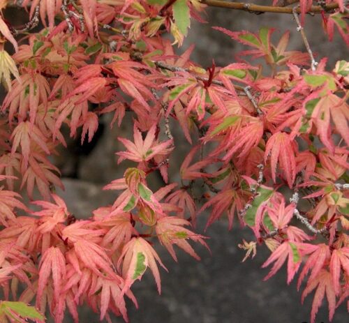 Acer japonicum 'Aconitifolium' - Image 2