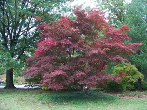 Acer palm. 'Burgundy Lace' 20–30 cm - Obrázek 1