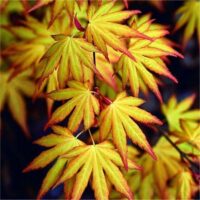 Acer palm. 'Katsura' 20–30 cm