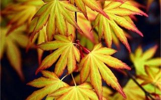 Acer palm. 'Katsura' 20–30 cm