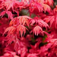 Acer palm. 'Beni Maiko' 30–40 cm