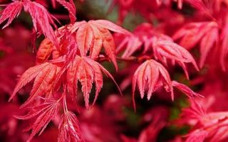 Acer palm. 'Beni Maiko' 30–40 cm
