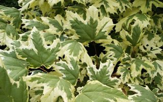 Acer plat. 'Drummondii' 200–250 cm