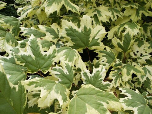 Acer plat. 'Drummondii' 200–250 cm - Obrázek 1