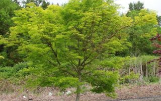 Acer palmatum 'Seiryu' 20–30 cm