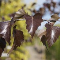 Betula pendula 'Purpurea'