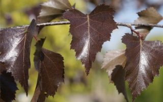 Betula pendula 'Purpurea'