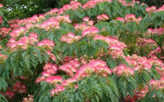Albizia julibrissin 'Rosea' 60–80 cm