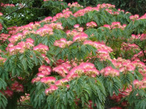 Albizia julibrissin 'Rosea' 60–80 cm - Obrázek 1