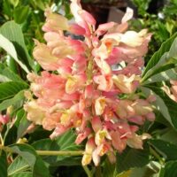 Aesculus pavia 'Koehnei' 60KM