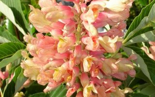 Aesculus pavia 'Koehnei' 60KM