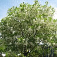 Cladrastis lutea 125–150