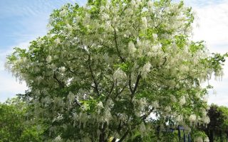 Cladrastis lutea 125–150