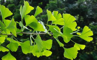 Ginkgo biloba