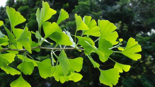 Ginkgo biloba - Obrázek 1