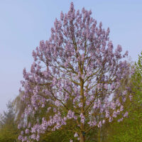 Paulownia fortunei Fast Blue 175–200