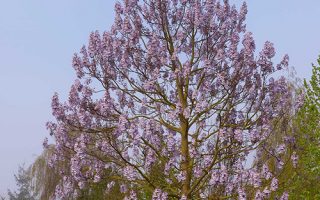 Paulownia fortunei Fast Blue 175–200