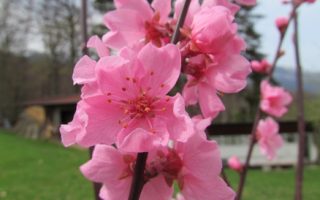 Prunus amygdalo–pers. Spring Glow 50–60