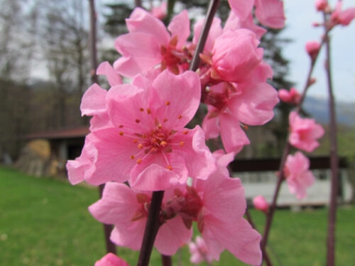 Prunus amygdalo–pers. Spring Glow 50–60 - Obrázek 1