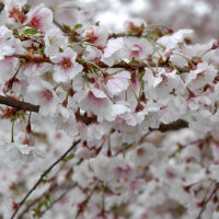 Prunus Hally Jolivette 120KM