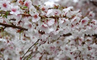 Prunus Hally Jolivette 120KM