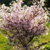 Prunus incisa 'Kojou–no–mai' - C2,5L-v. 20-30 CM-keř