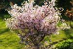 Prunus incisa 'Kojou–no–mai' - Obrázek 2