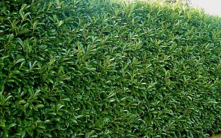 Prunus laur. Rotundifolia 60–80