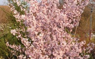 Prunus kurilensis Ruby 20–30, K2,5