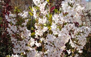 Prunus kurilensis Brillant 20–30