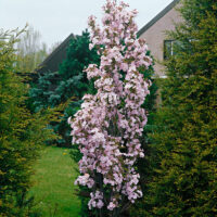 Prunus serrulata 'Amanogawa'