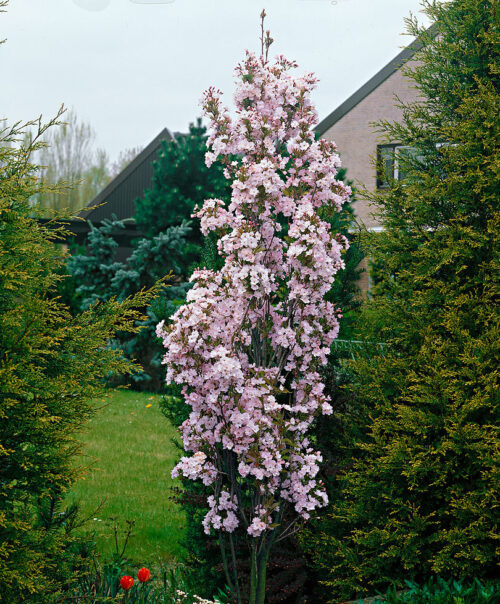 Prunus serrulata 'Amanogawa' - Obrázek 1