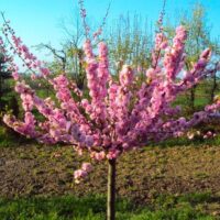 Prunus triloba 100KM