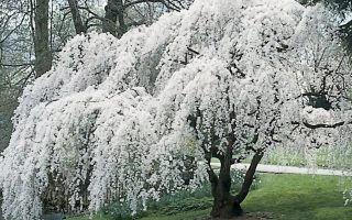 Prunus subh. Pendula 150KM