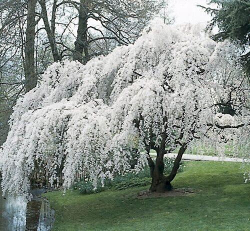 Prunus subh. Pendula 150KM - Obrázek 1