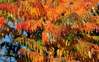 Rhus typhina Dissecta 50–60