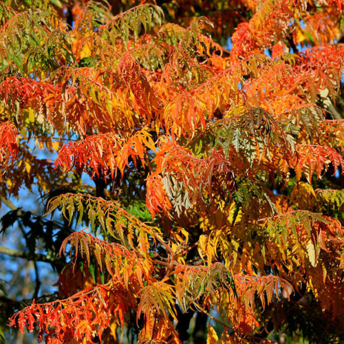 Rhus typhina Dissecta 50–60 - Image 1