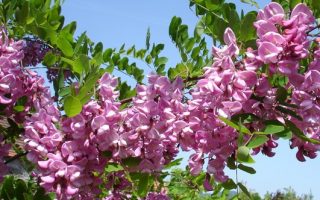 Robinia 'Casque Rouge'