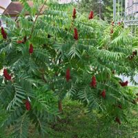Rhus typhina 60–80 cm